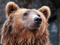 Alertă de urși în oraşul Slănic din Prahova: au fost văzuți doi în aceeași zi