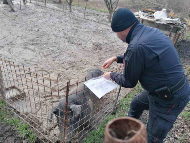 Fermă de porci ilegală. Sursa foto: centropagina.it