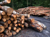Aproximativ 20 de milioane mc de lemn s-au recoltat în anul precedent