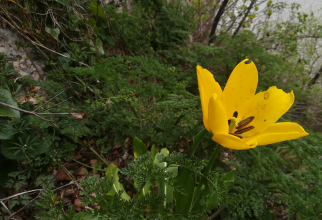 Laleaua de Cazane, o floare unică în lume (Foto: Romsilva)