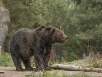 Cel mai mare urs din UE, omorât de un prinț austriac în Covasna