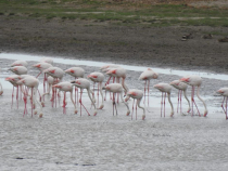 Imagini rare. Peste 100 de păsări flamingo au fost văzute în Delta Dunării Sursa ARBDD 