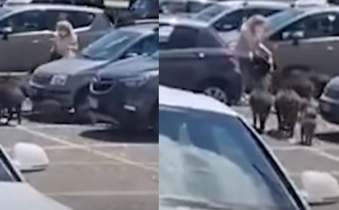 Italia. Femeie atacată de o turmă de mistreți, în parcarea unui supermarket
