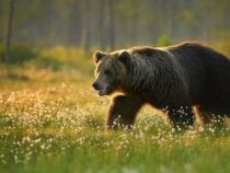 Un bărbat din Sălaj a stat mai multe ore într-un copac de teama unui urs