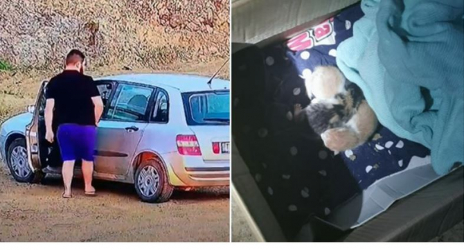Român, amendat pentru că a abandonat patru pui de pisică pe un câmp Sursa - ziuadevest.ro 