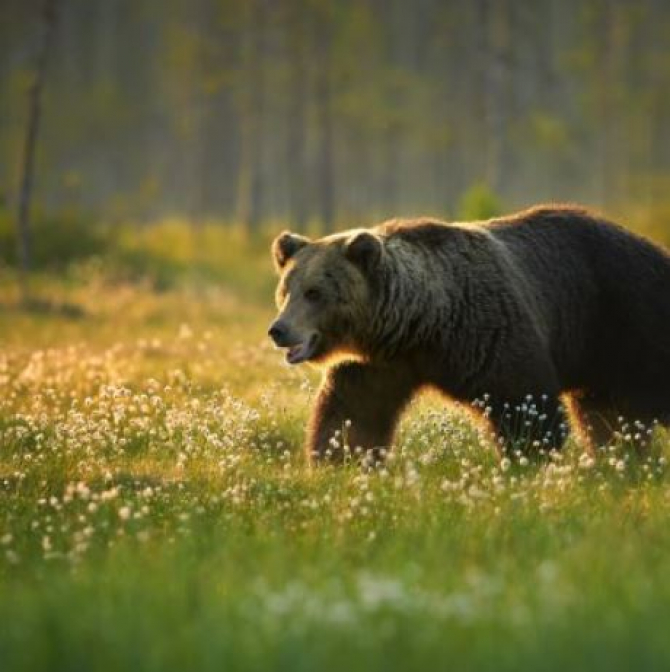 Un bărbat din Sălaj a stat mai multe ore într-un copac de teama unui urs