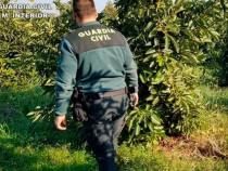 Spania. Trei români, acuzați că au furat sute de kilograme de avocado, în valoare de 2000 de euro