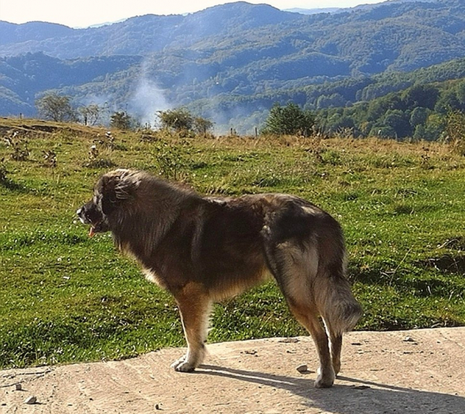 Cioban atacat de urs, salvat de câinii de la stână (sursa foto: Flickr)