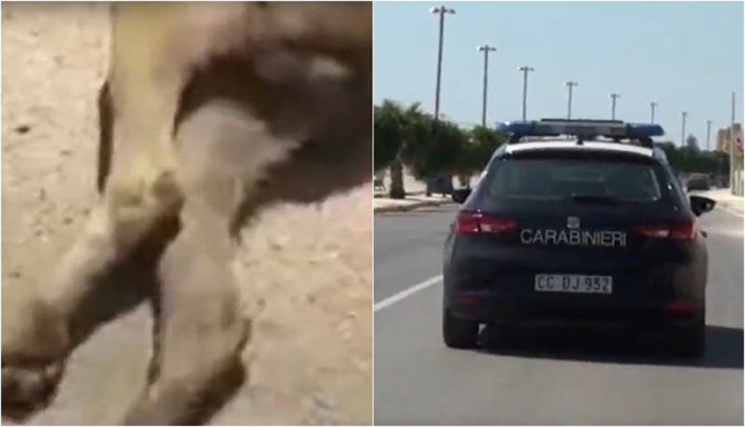 Italia. Un român a masacrat câinele vecinului și a postat videoclipul pe rețelele sociale „Nu-mi mușcă el copilul!” - VIDEO