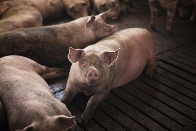 Noi reguli pentru creșterea porcilor: Nu mai pot fi hrăniți cu resturi alimentare, iar la ei se intră cu încălțăminte dezinfectată