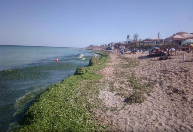 Plajele de pe litoral s-au umplut de alge. Cantitate uriașă în Olimp, Mangalia și Vama Veche