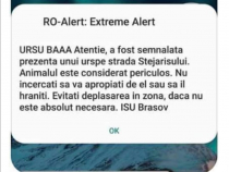 RO-Alert a semnalat haios prezența unui urs în Brașov