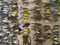 Imaginea cu sutele de păsări moarte în New York (sursa: Twitter)