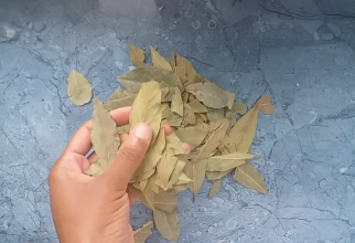 Frunzele de dafin - medicul la îndemână din dulap: Adăugă o linguriță de oțet de mere iar rezultatul te va șoca 