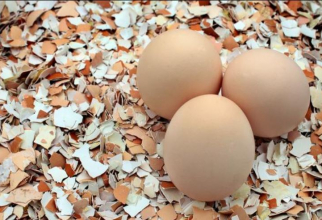 Nu mai aruncați cojile de ouă. Motivele geniale pentru care ar trebui să le folosiți în grădina