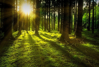 Schemă româneasă de 100 milioane euro care sprijină regenerarea pădurilor, aprobată de CE
