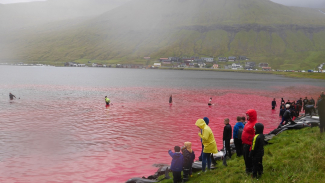 Peste 1.400 de delfini-pilot au fost uciși în Insulele Feroe, în cadrul unei vânători tradiționale Sursa foto: Twitter