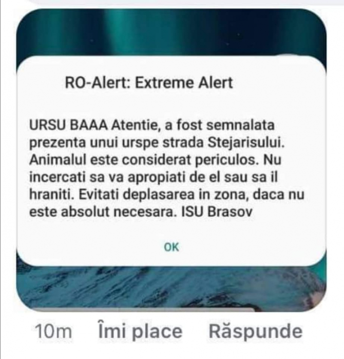 RO-Alert a semnalat haios prezența unui urs în Brașov