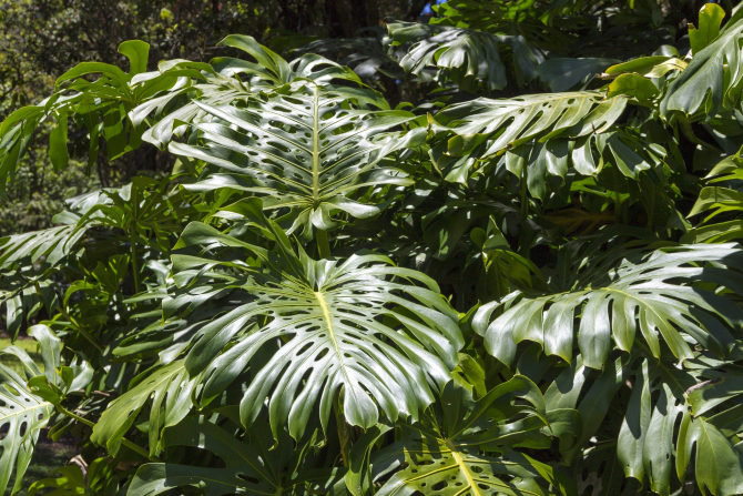 filodendron-philodendron