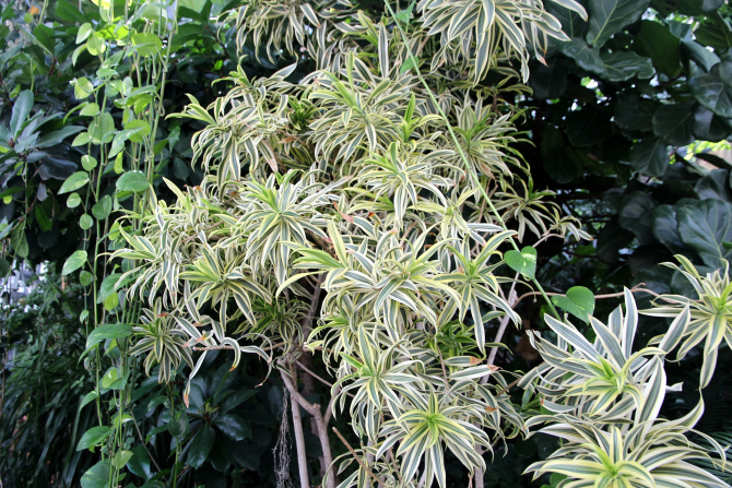 planta-paianjen-chlorophytum-comosum-voalul-miresei