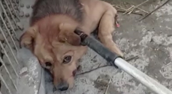 Scene revoltătoare într-un centru de ecarisaj din România: Câinii sunt operați pe viu și lăsați să zacă pe jos