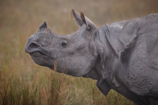 Traficant de coarne de rinocer pedeapsă-record: 14 ani de închisoare
