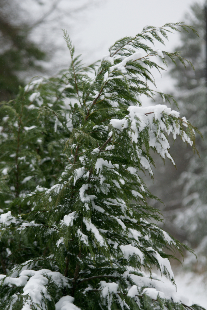 2. Prognoza m... (stockvault-trees-covered-in-snow138154.jpg)