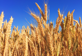 Ucrainienii urmează să înceapă recoltarea cerealelor, dar grânarele sunt deja pline