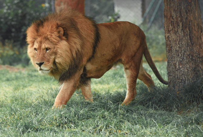Animalele nu sunt uitate. Un leu și un lup au fost salvați din mijlocul bombardamentelor din Ucraina