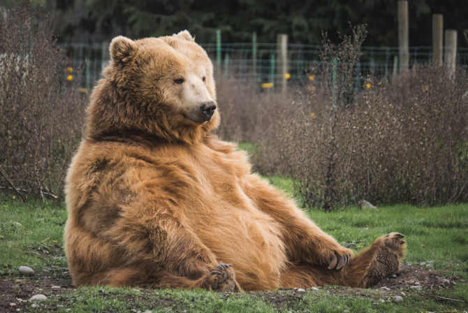 Masha, primul urs salvat cu succes din Ucraina
