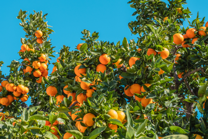 La furat de portocale. Trei români au fost prinși cu 400 de kg de portocale în portbagaj