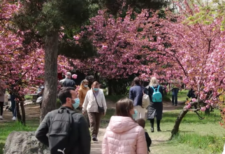 București. Sărbătoarea primăverii în Grădină Japoneză din Parcul Regele Mihai I (Herăstrău)