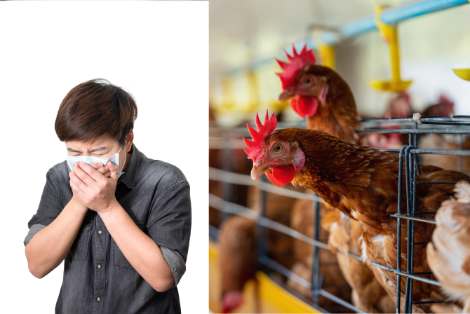 China a detectat primul caz de gripă aviară H3N8 la om