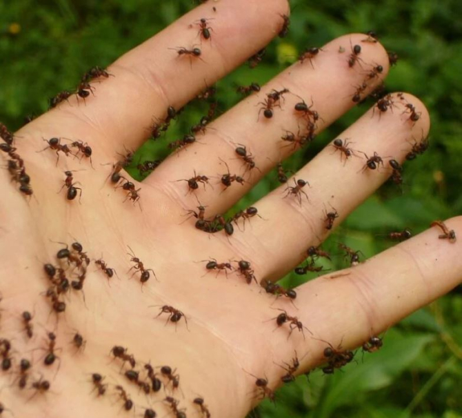 Cum putem scăpa de furnicile din casă cu un insecticid natural, făcut în bucătărie. Bicarbonatul și lămâia au o concurență