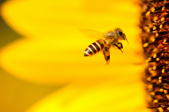 Ziua mondială a albinelor. Care este rolul vital pe care albinele îl joacă în viața noastră / Foto: Unsplash