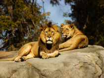 Leii sunt pe cale de dispariție în Africa de Vest. Populația totală de lei de pe continent a scăzut la jumătate / Foto: Unsplash