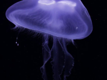 Mergeți în vacanță în Grecia. Aveți grijă la meduzele mov, avertizează specialiştii în biodiversitate. Sursa - Pexels