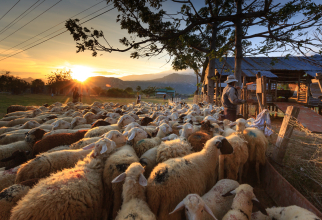 Criză de ciobani în România. Fermierii aduc oieri din Bangladesh: „S-a creat o isterie, pleacă în străinătate“ (sursa: pexels.com)