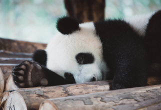 Acesta este jobul de vis: Babysitter pentru urșii panda. Video-ul cu ursuleții care dorm în poala unor angajați a emoționat tot internetul / Foto: Unsplash