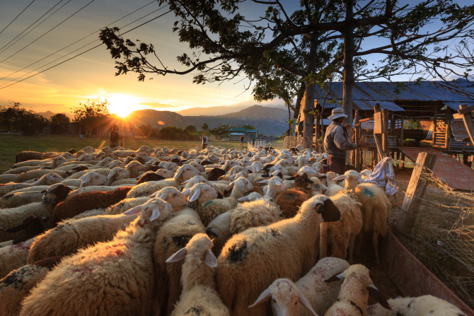 Criză de ciobani în România. Fermierii aduc oieri din Bangladesh: „S-a creat o isterie, pleacă în străinătate“ (sursa: pexels.com)