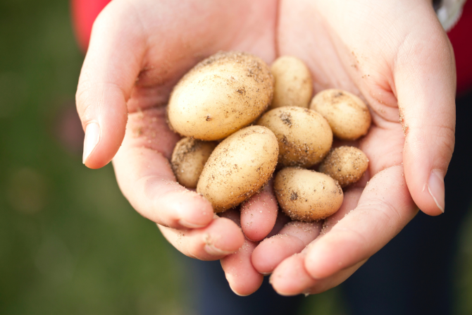 Cum să alegeți cei mai gustoși cartofi noi: Câteva sfaturi pentru cumpărători
