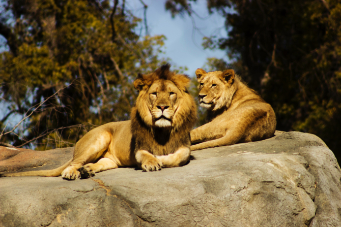 Leii sunt pe cale de dispariție în Africa de Vest. Populația totală de lei de pe continent a scăzut la jumătate / Foto: Unsplash