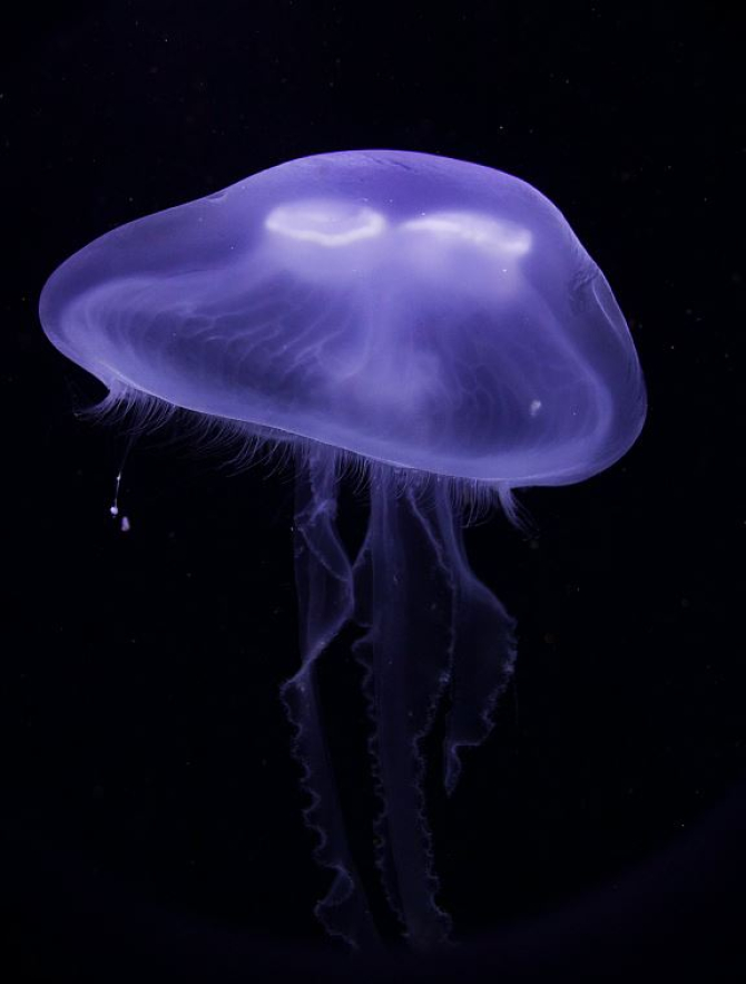 Mergeți în vacanță în Grecia. Aveți grijă la meduzele mov, avertizează specialiştii în biodiversitate. Sursa - Pexels
