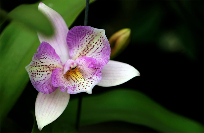 orhideea