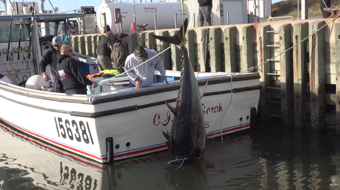 Un pescar a prins un pește de 2,5 metri și 150 de kilograme, mai mare chiar decât el. Specia peștelui te va uimi / Foto: Captură video youtube