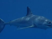 Cel mai rapid rechin din lume, surprins aproape de o plajă aflată lângă Barcelona. Mai multe plaje au fost închise