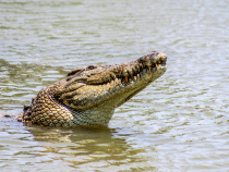 O înregistrare video șocantă arată cum turiștii din Australia ignoră avertismentele privind crocodilii de pe malul unui râu infestat / Foto: Unsplash