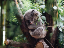 Australia. 2,7 milioane de dolari strânși pentru salvarea urșilor koala pe cale de dispariție, au ajuns să fie folosiți pentru construirea unui rollercoaster / Foto: Unsplash