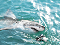 MAE confirmă decesul româncei ucisă de rechin în Egipt