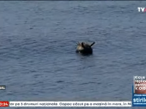 MApN: Mina marină din raionul maritim Eforie a fost distrusă / Foto: Captură video youtube